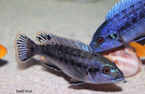 Pseudotropheus benetos